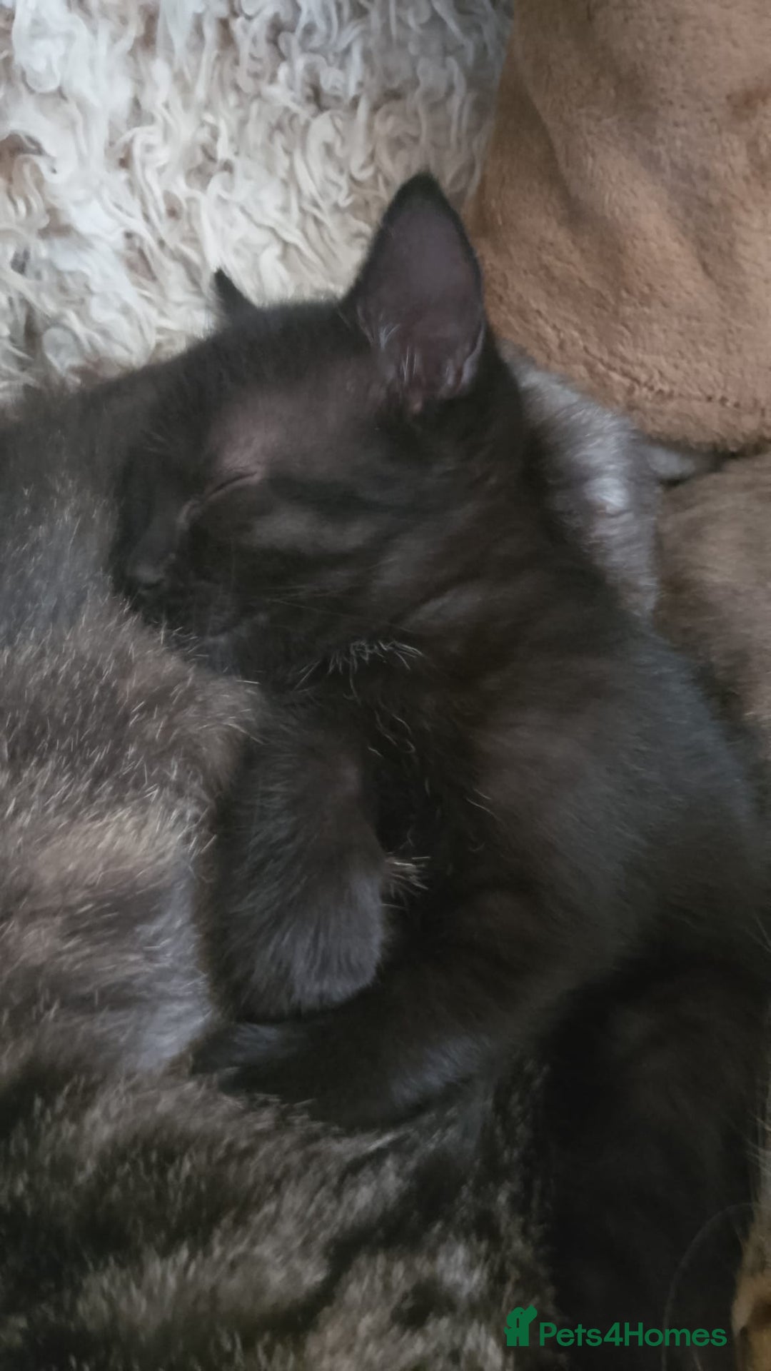 Bengal cats for sale: Beautiful mixed behalf kittens boys and girls - Image 2