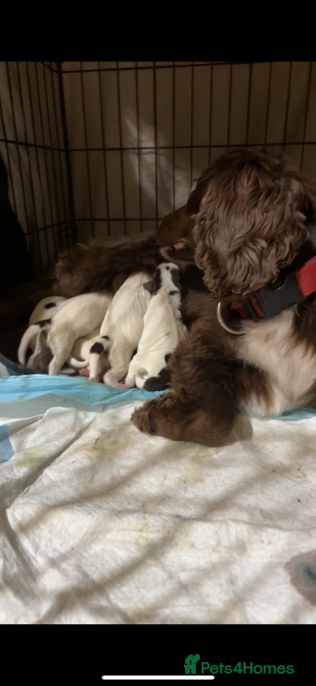 Sprocker dogs for sale: Sprocker Puppies - For Sale - Advert 7