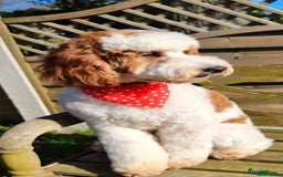 Mixed Breed dogs for sale: 4 Labradoodle Puppies For Sale - Image 4
