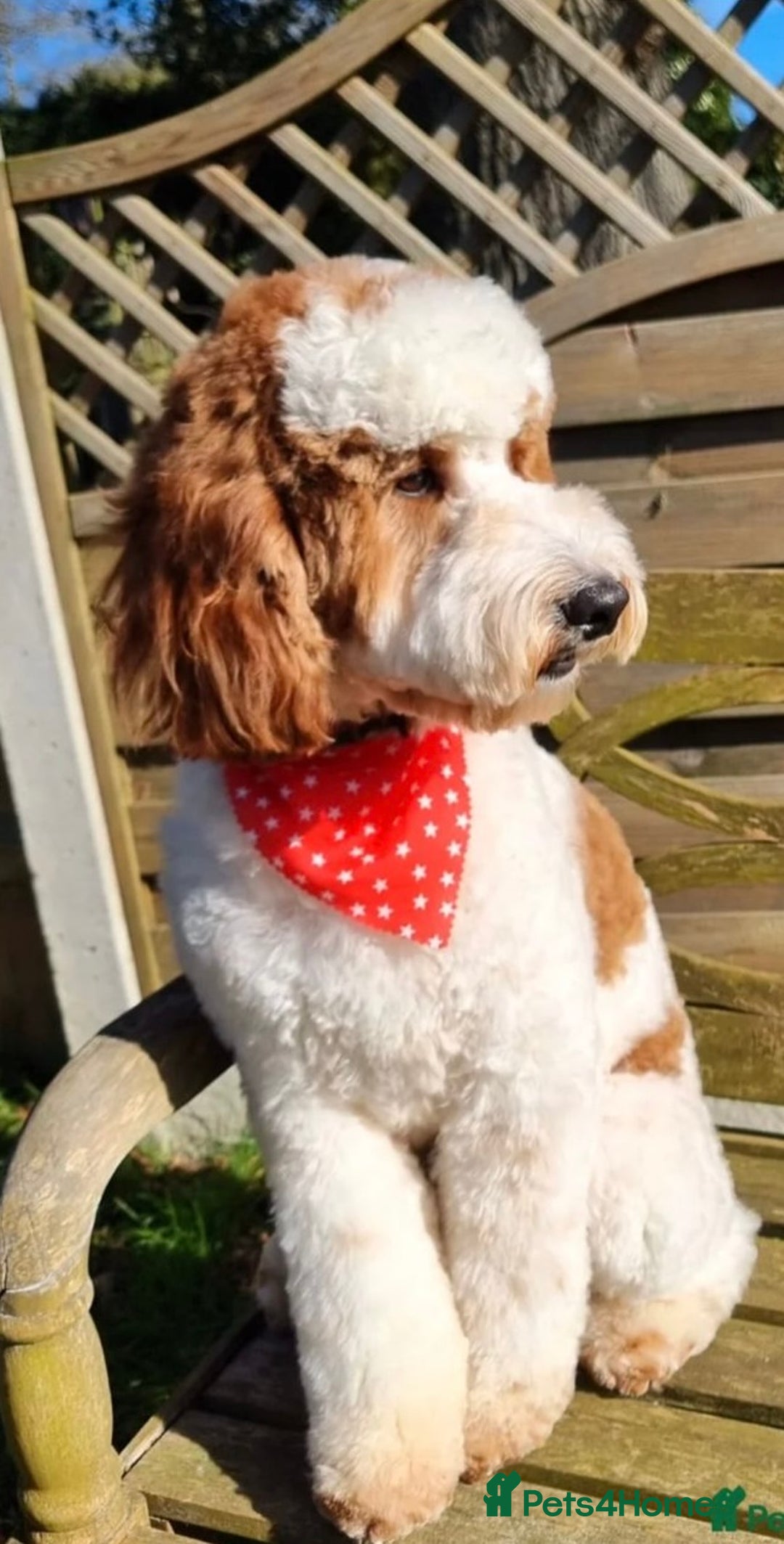 Mixed Breed dogs for sale: 4 Labradoodle Puppies For Sale - Image 4