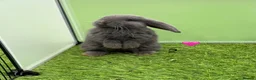 French Lop rabbits for sale: Pure French lops - Advert 3
