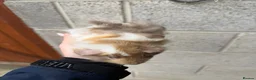 Guinea Pig rodents for sale: Gorgeous Guniea Pigs  - Advert 4