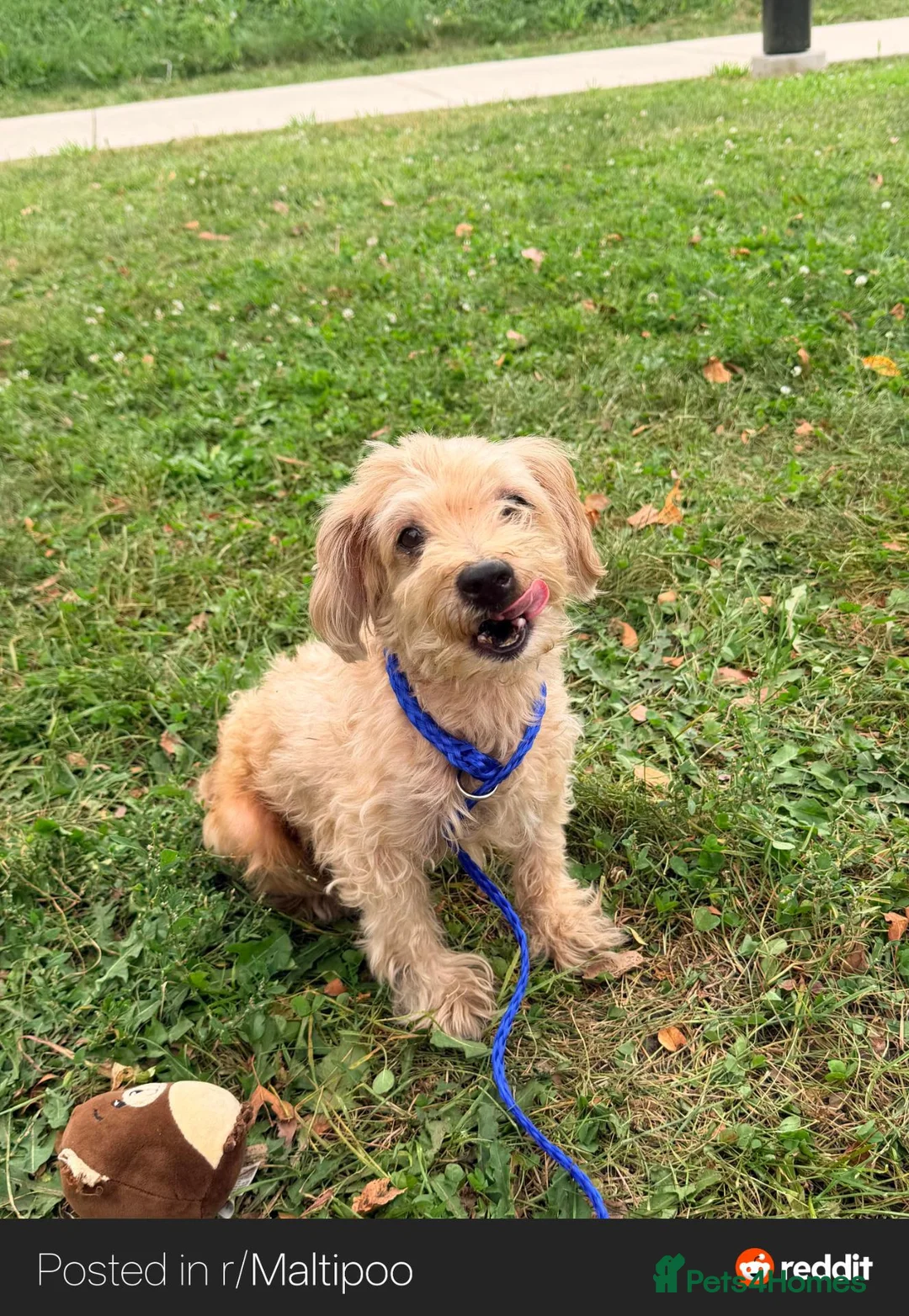 Maltipoo dogs for sale: Teddy our Golden Maltipoo looking for a good home in Bournemouth - Advert 2