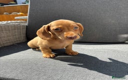 Miniature Dachshund dogs for sale: Dachshund puppies - Image 17