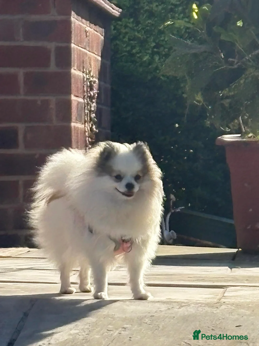 Pomeranian dogs for sale: my little Pixie in Crewe - Advert 2