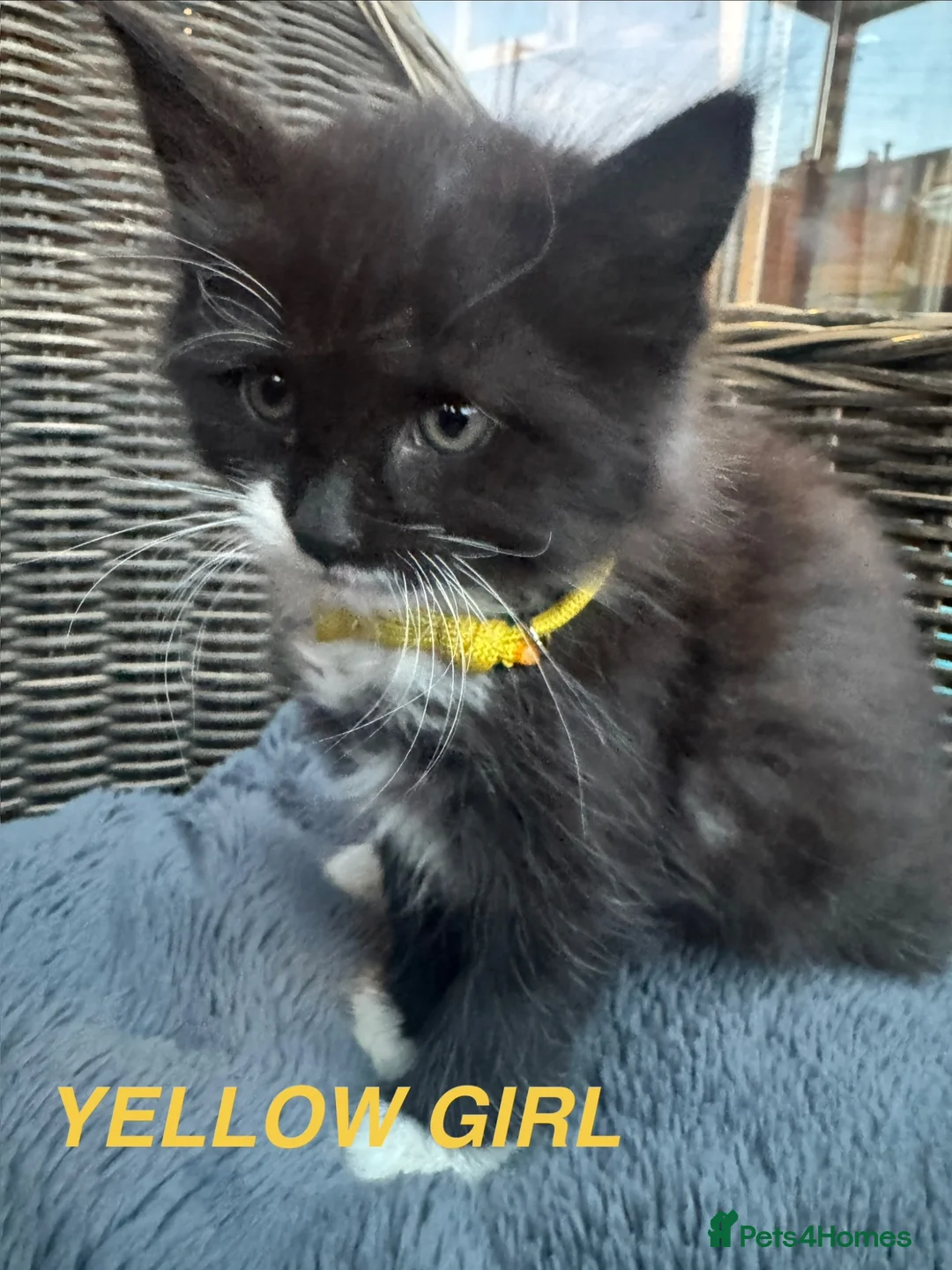 Mixed Breed cats for sale: Mixed long haired fluffballs - Advert 2