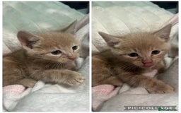 British Shorthair cats for sale: Beautiful kittens available now 💙 - Image 1