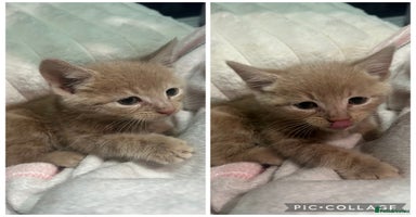 British Shorthair cats - Advert 13
