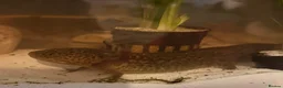 Axolotl reptiles for sale: Spud the axolotl in Barnsley - Advert 3