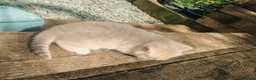 British Shorthair cats for sale: 1 left, Rare Tipped British Shorthair girl - Advert 20