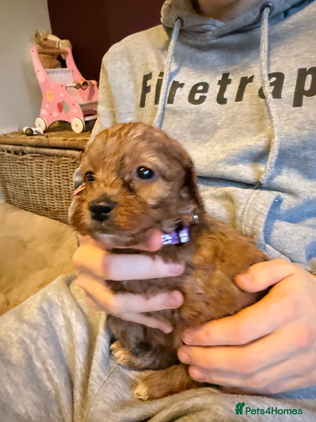 Cockapoo dogs for sale: Cockatoo puppies - Advert 8