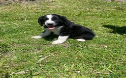 Mixed Breed dogs for sale: Sprollie pups - Image 1