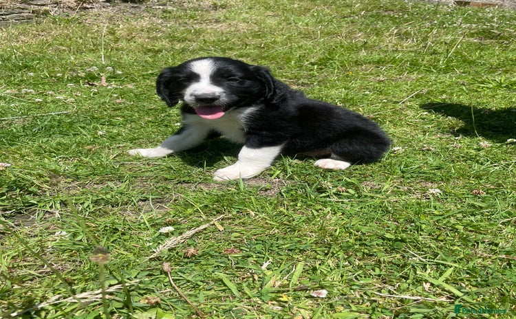 Mixed Breed dogs - Advert 5