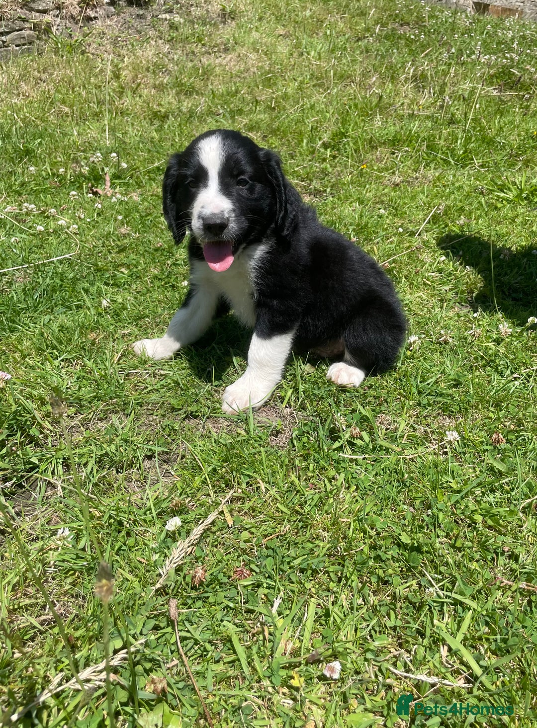 Mixed Breed dogs for sale: Sprollie pups - Image 1