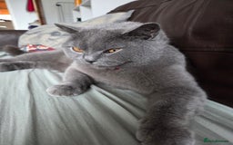 British Shorthair cats for sale: Beautiful british blue male  - Image 4