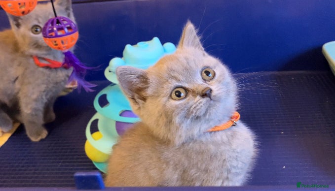 British Shorthair cats GCCF registered ChampionBloodline 5GENpedigree BSH - Advert 6