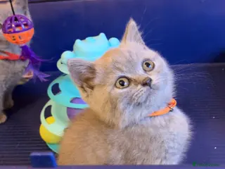 British Shorthair cats GCCF registered ChampionBloodline 5GENpedigree BSH - Advert 6