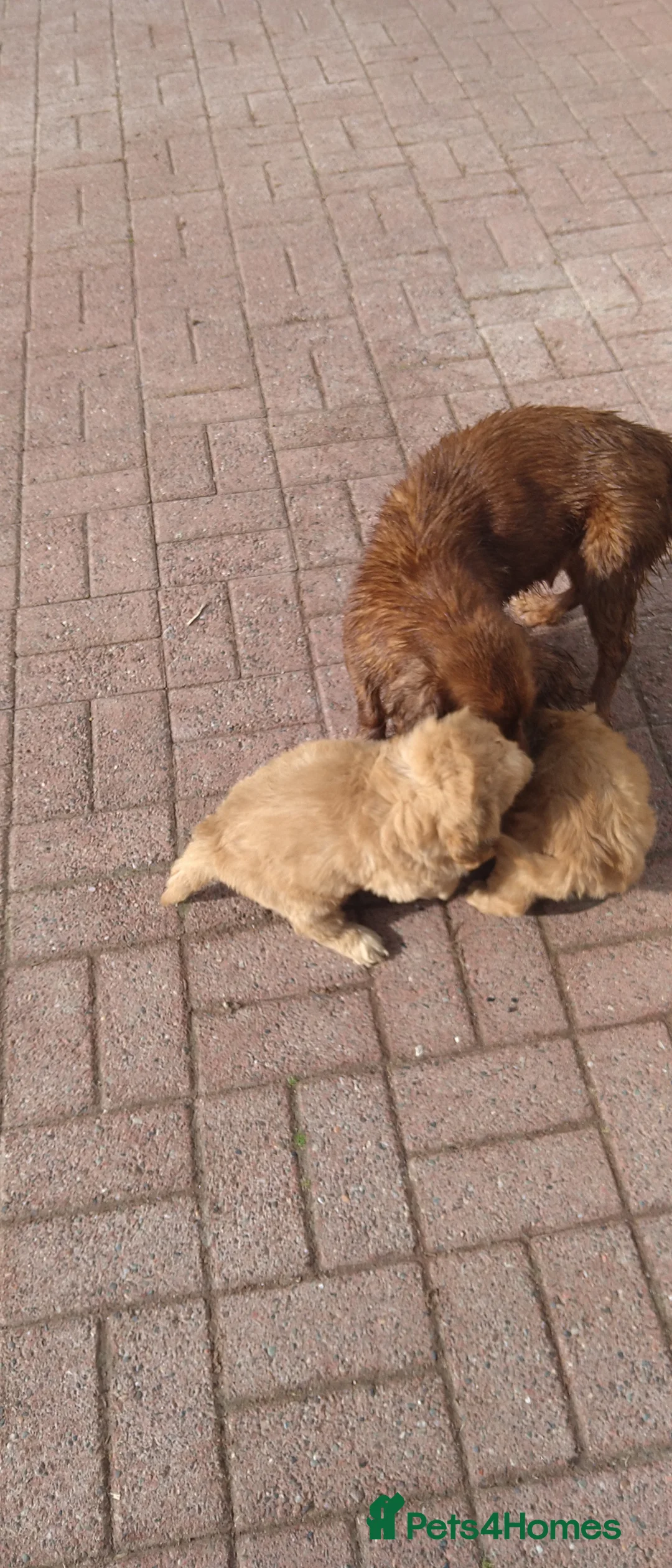 Cockapoo dogs for sale: F1B Cockapoo puppies - Advert 2