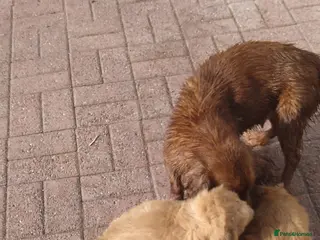 Cockapoo dogs F1B Cockapoo puppies - Advert 2