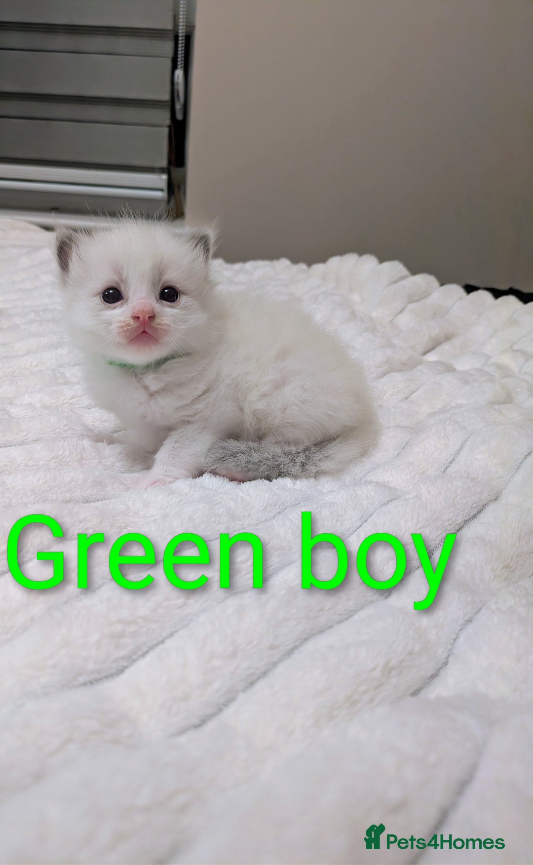 Ragdoll cats for sale: 5 beautiful kittens pure Ragdoll  - Advert 10