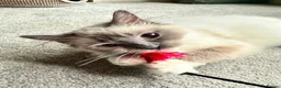 Ragdoll cats for sale: GRCH SIRED GCCF REGISTERED KITTENS.  - Advert 14