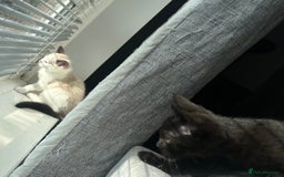 Domestic Shorthair cats for sale: Amazingly Tame, Beautiful Female Kittens  - Image 16