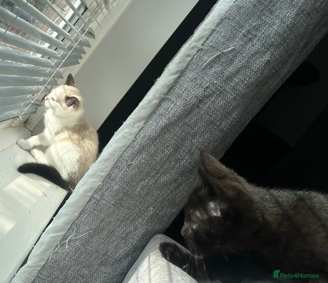 Domestic Shorthair cats for sale: Amazingly Tame, Beautiful Female Kittens  - Image 16