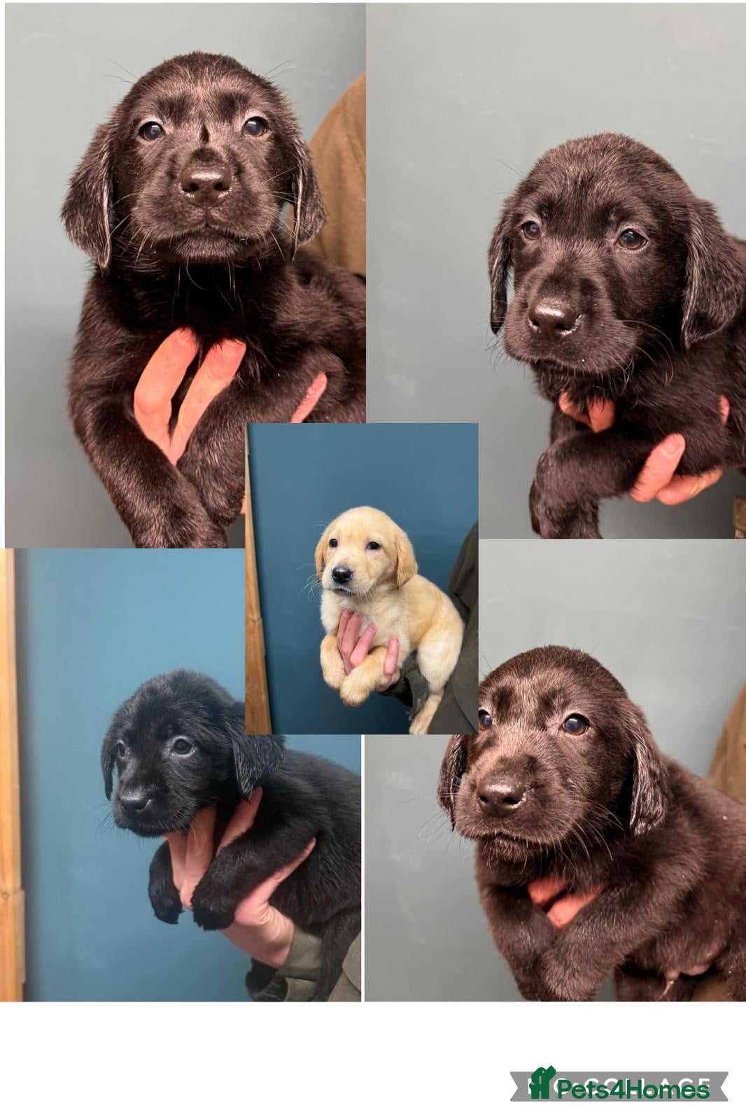 Labrador Retriever dogs 🧡Fabulous Vaccinated Chunky Labrador Puppies - Advert 12