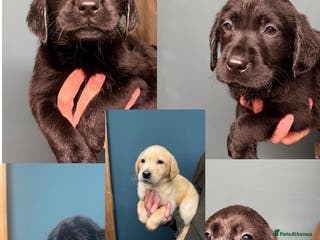 Labrador Retriever dogs 🧡Fabulous Vaccinated Chunky Labrador Puppies - Advert 12