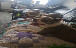 Boston Terrier dogs for sale: Beautiful Blue Bostons  - Image 4