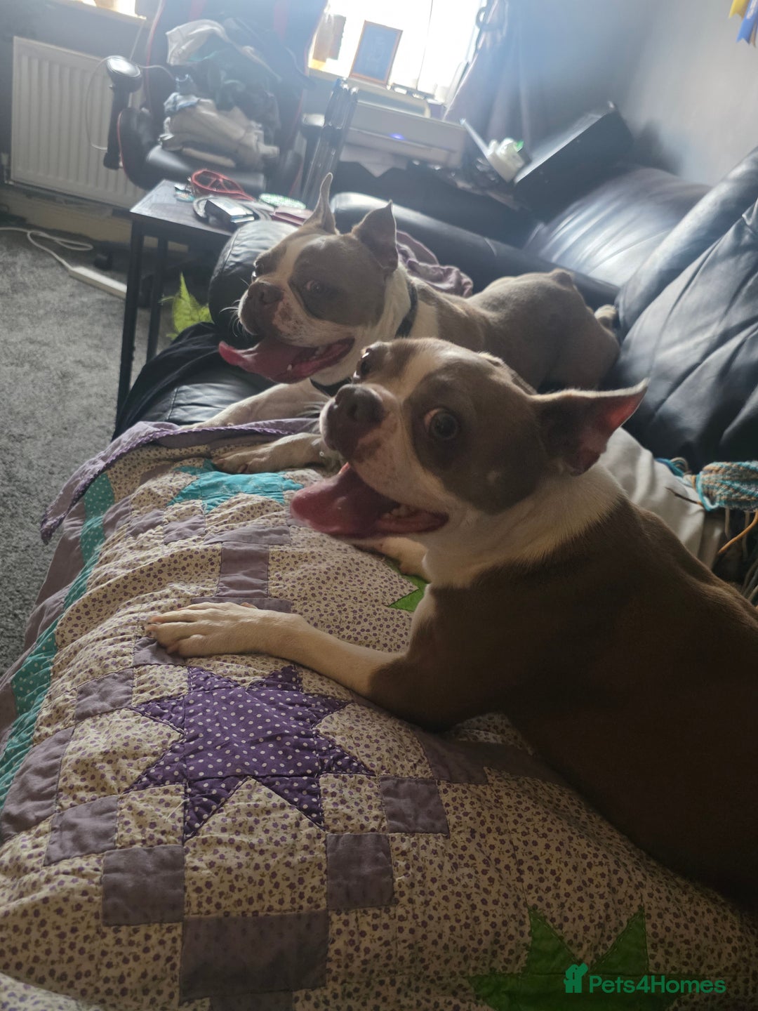 Boston Terrier dogs for sale: Beautiful Blue Bostons  - Image 4
