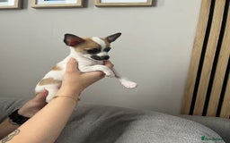 Chihuahua dogs for sale: Adorable Chihuahua Pups Looking for Loving Homes - Image 5