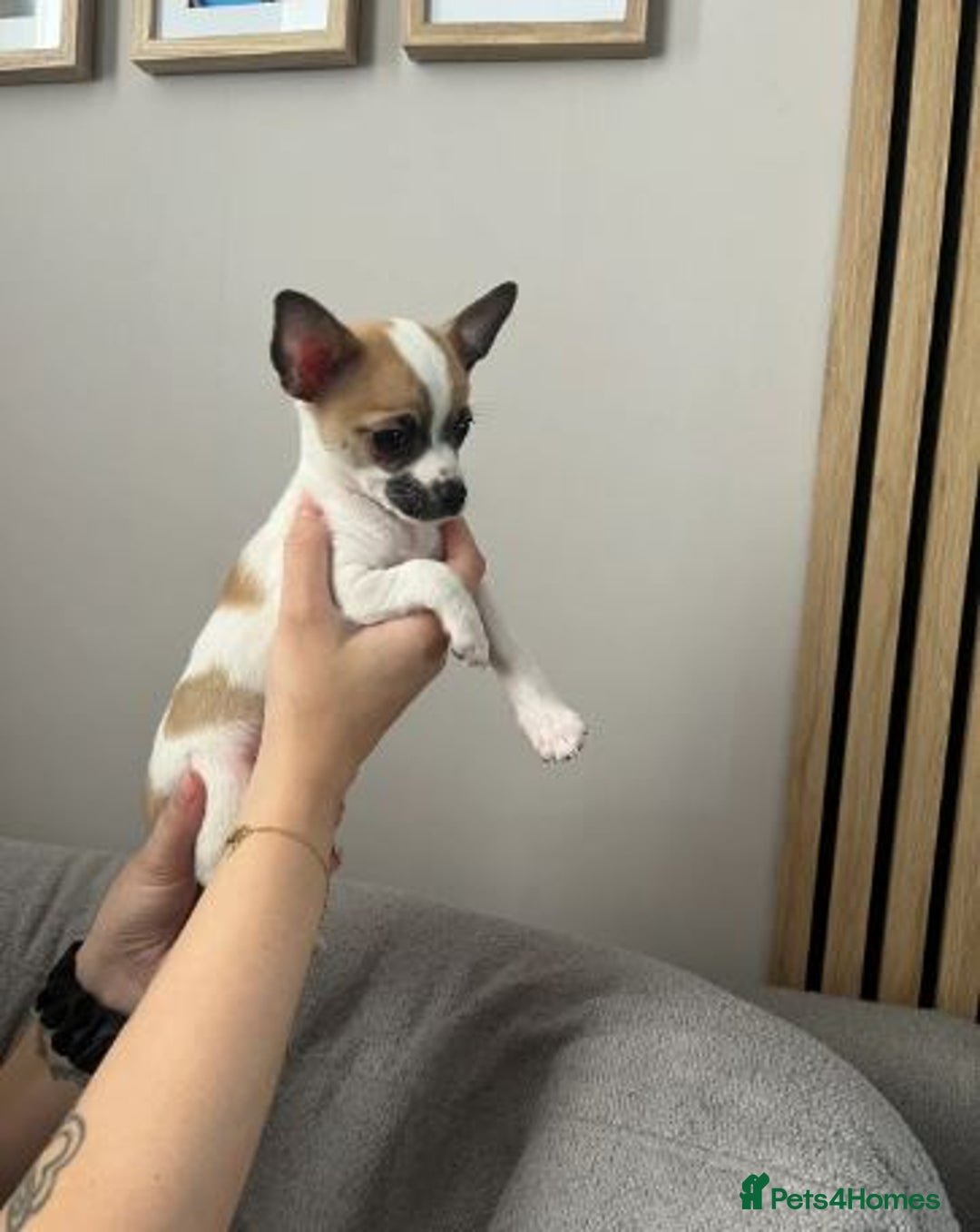 Chihuahua dogs for sale: Adorable Chihuahua Pups Looking for Loving Homes - Image 5