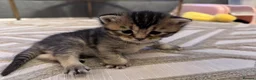 British Shorthair cats for sale: Beautiful British Shorthair Kittens Blue Eyes - Advert 14