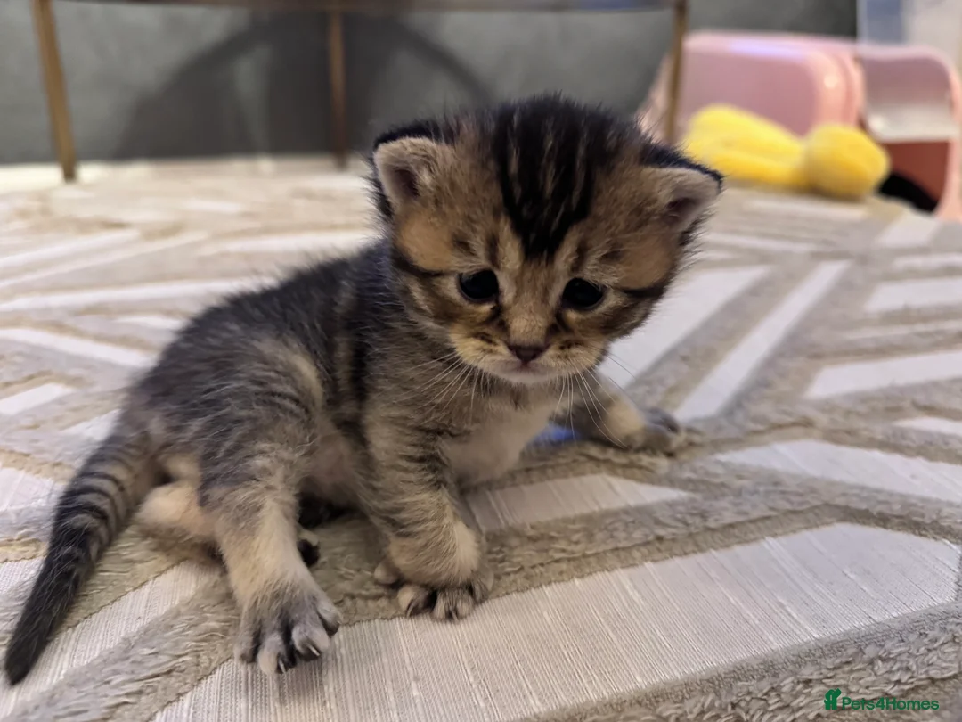British Shorthair cats for sale: Beautiful British Shorthair Kittens Blue Eyes - Advert 14