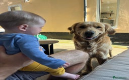 Golden Retriever dogs for stud: Stunning Health-Tested KC Golden Retriever Stud - Image 10