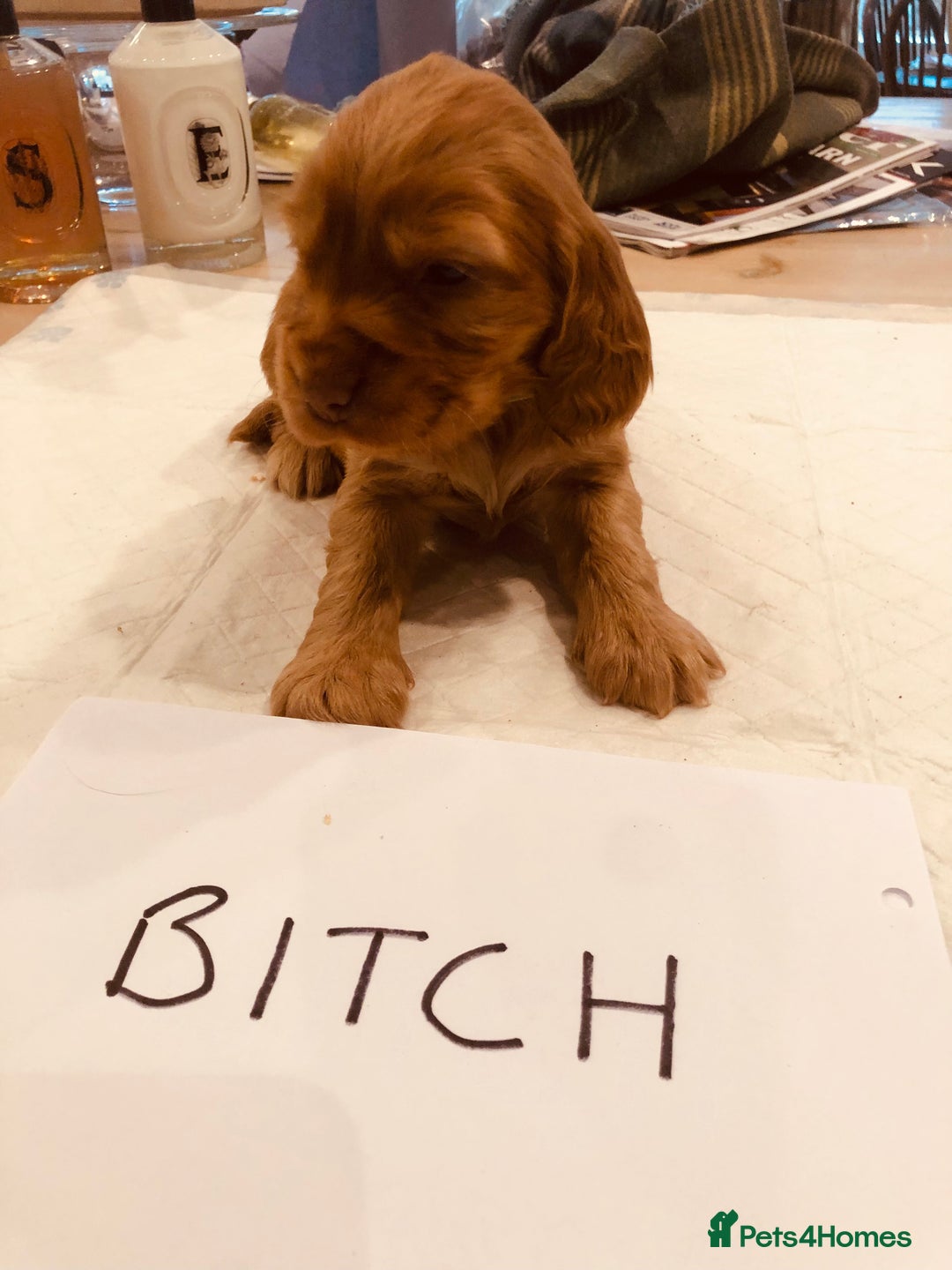 Cocker Spaniel dogs for sale: GORGEOUS COCKER SPANIEL PUPPIES - Advert 6