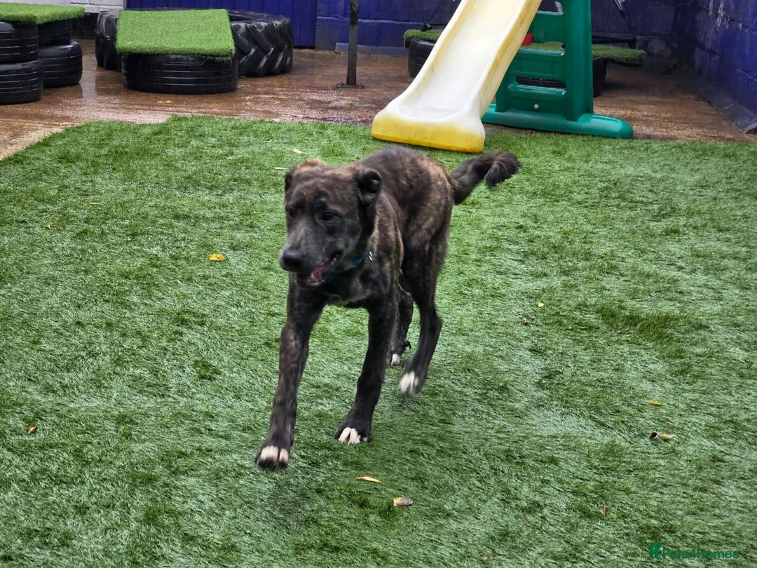 Mixed Breed dogs for sale: Urgent , mixed green 8 month old puppy - Advert 5