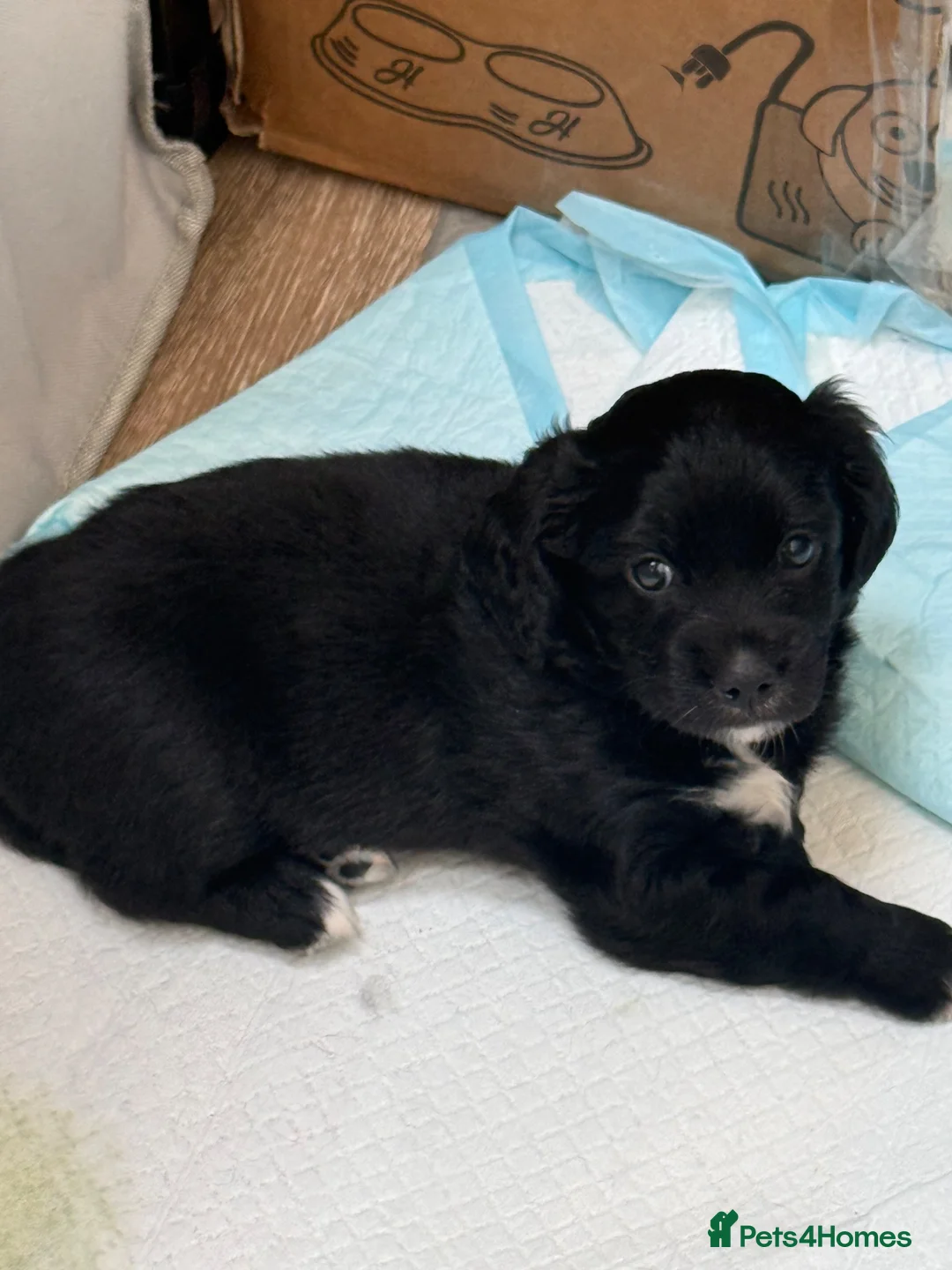 Mixed Breed dogs for sale: Chi-Spaniels (cocker spaniel and chihuahua)  in Kingsbridge - Advert 14