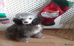 Toy Poodle dogs for stud: Tri Coloured Toy and Miniature studs in Northallerton - Image 19