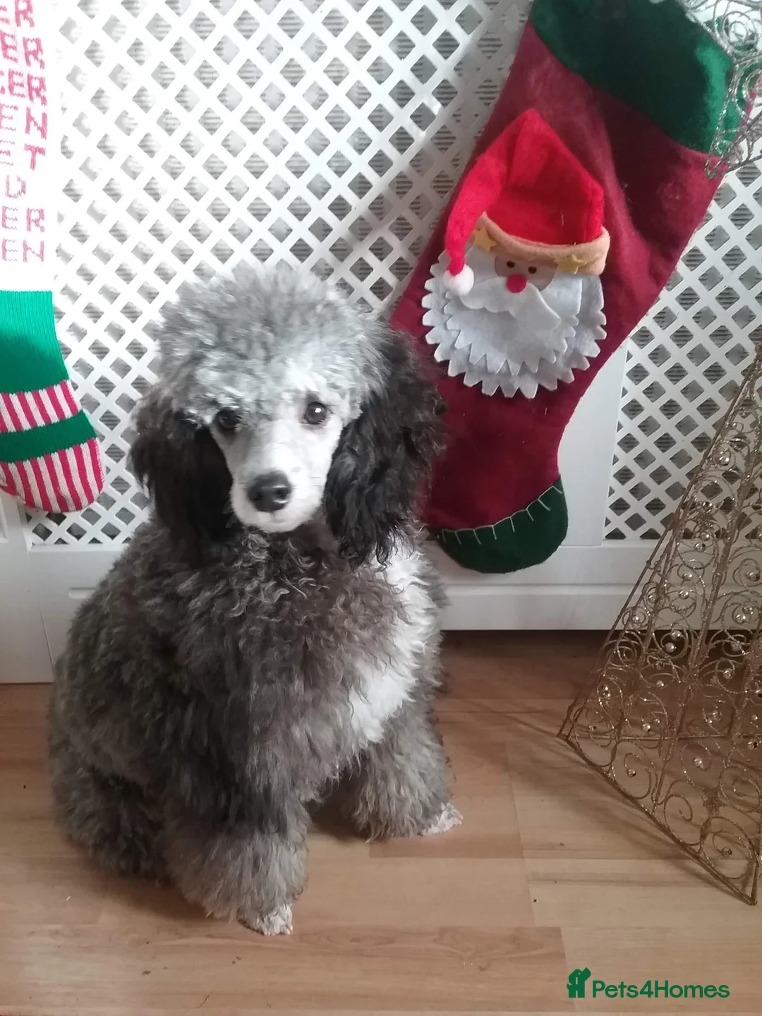 Toy Poodle dogs for stud: Tri Coloured Toy and Miniature studs in Northallerton - Advert 19