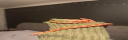 Corn Snake reptiles for sale: Young corn snake - Advert 3