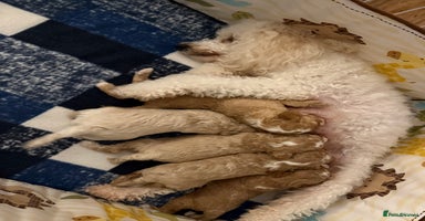 Miniature Poodle dogs - Advert 2