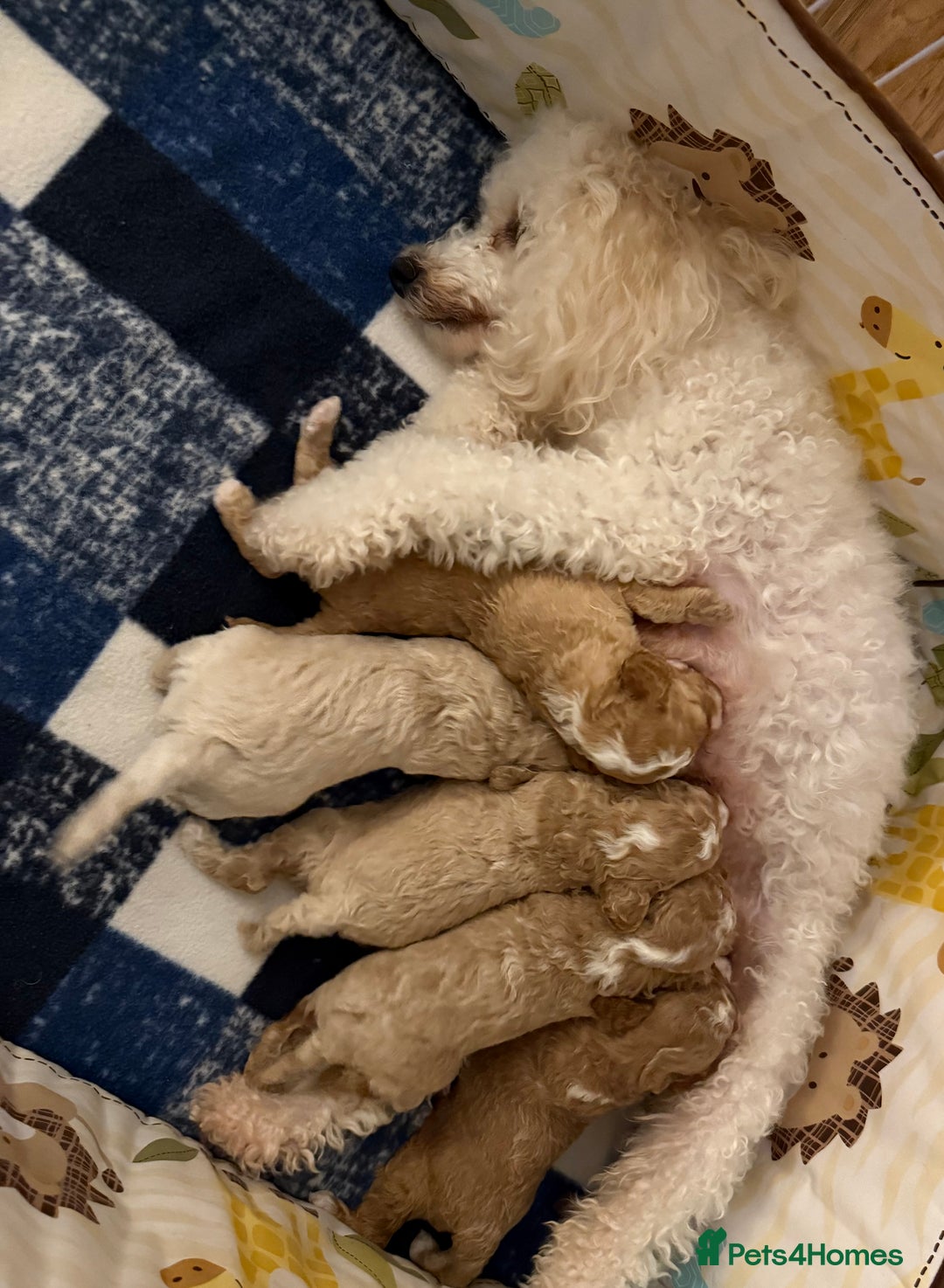 Miniature Poodle dogs for sale: Beautiful Miniature Poodles For Sale  - Image 6