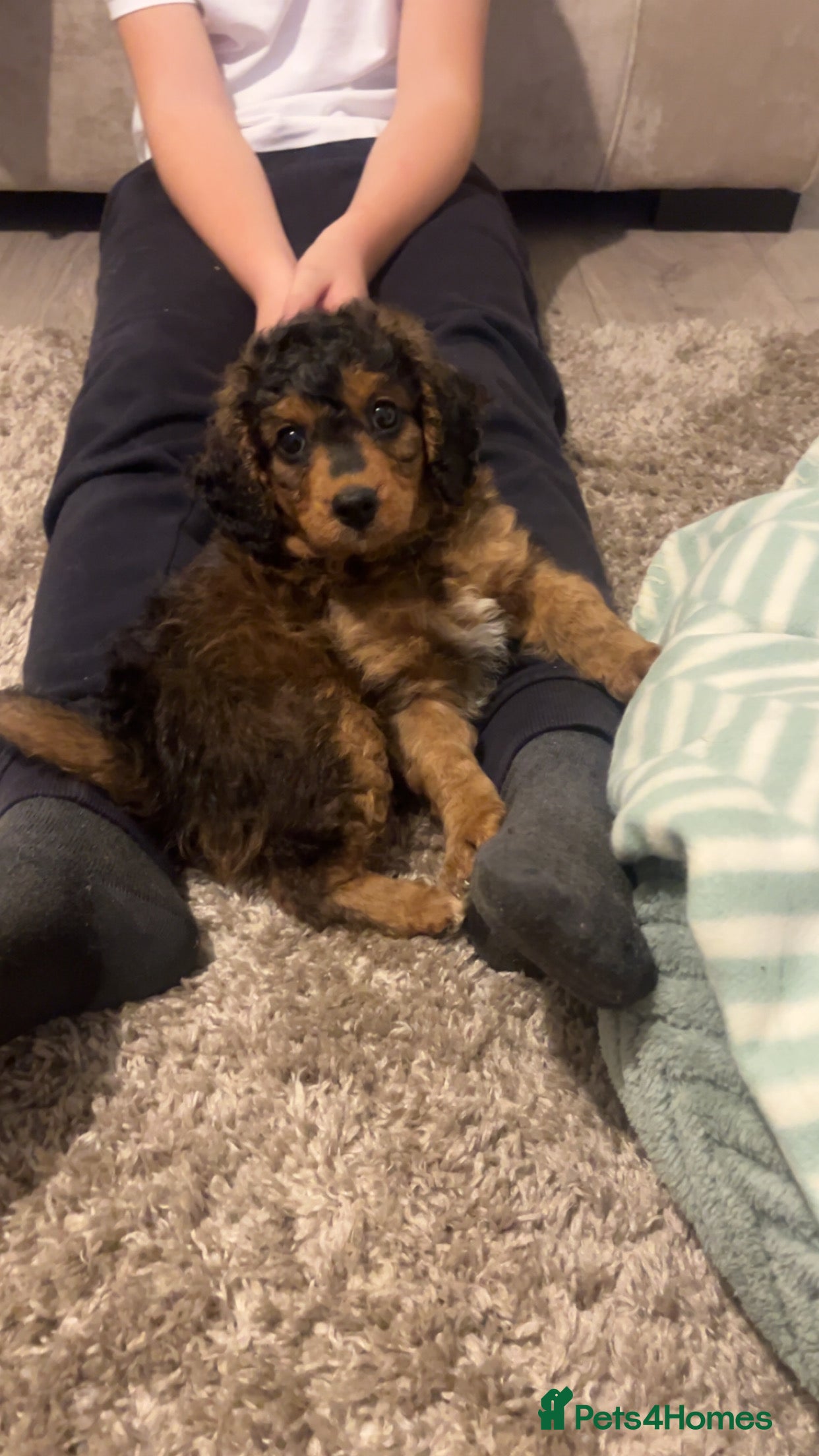 Cavapoo dogs Beautiful cavapoo 💙 - Advert 12