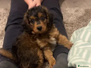 Cavapoo dogs Beautiful cavapoo 💙 - Advert 12