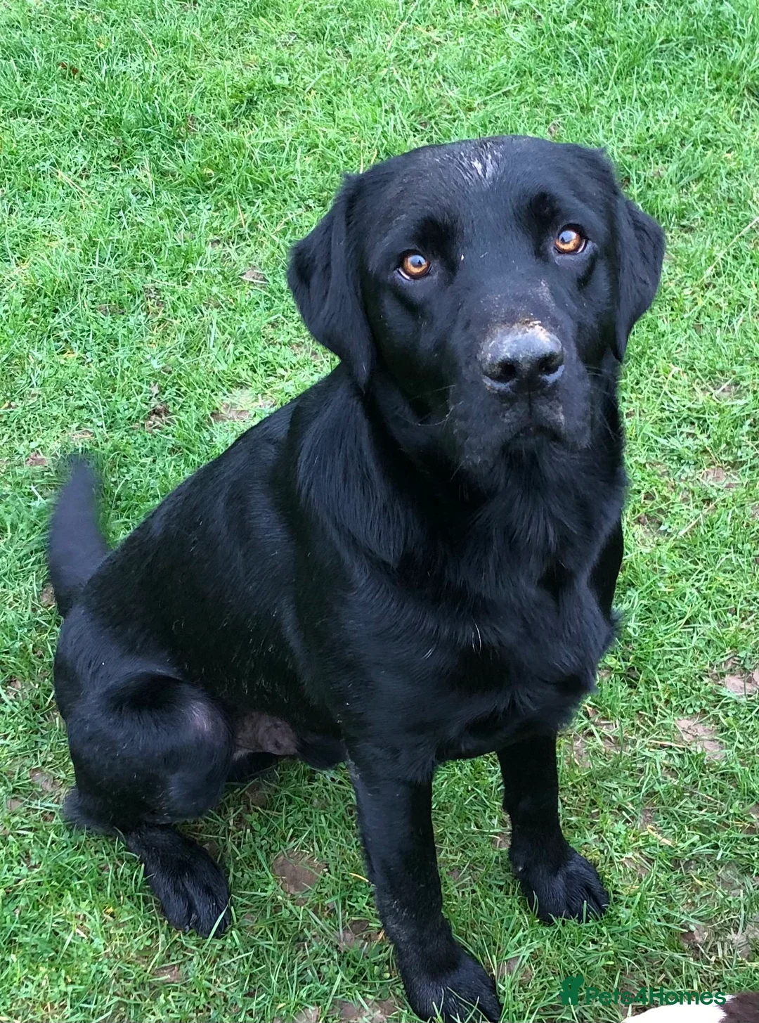 Labrador Retriever dogs for stud: stunning Labrador 0/0 hips 0/0 elbows  - Advert 5