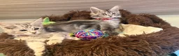 Maine Coon cats for sale: Main coon  in Telford - Advert 6