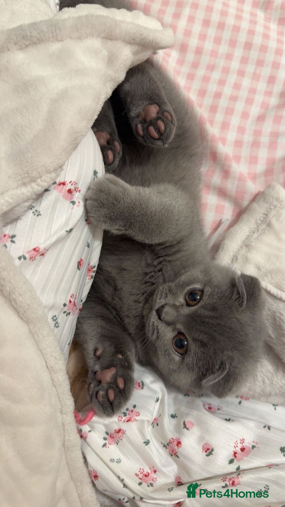 British Shorthair cats for sale: 6-Month-Old British Shorthair / Scottish fold - Advert 6