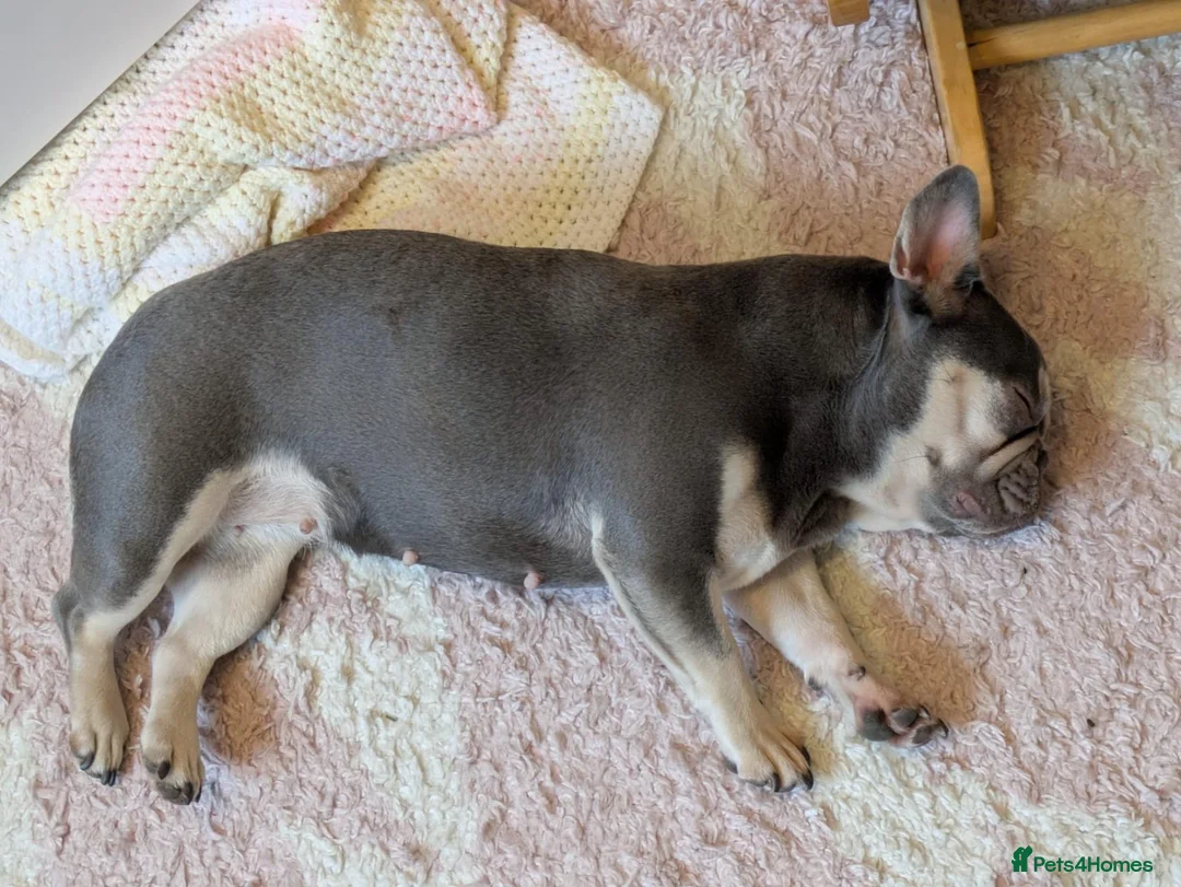 French Bulldog dogs for sale: 5 year old lilac french bulldog  - Advert 6
